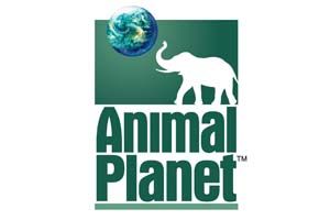 animal planet
